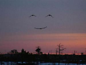 smile of birds